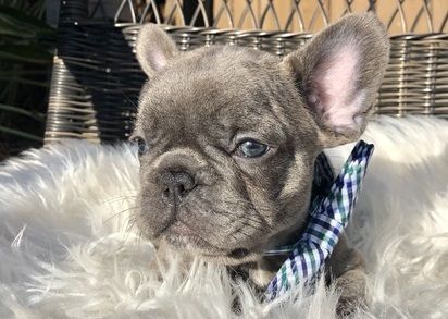 AKC & VET CHECKED BLUE FRENCHIES