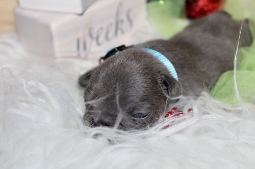 French Bulldog puppies