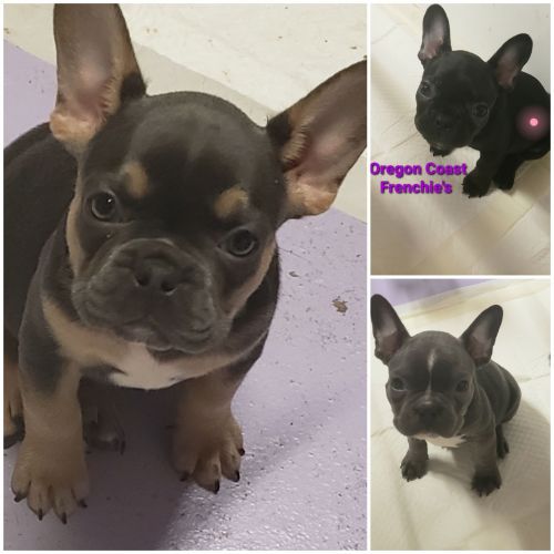 AKC French Bulldog Puppies