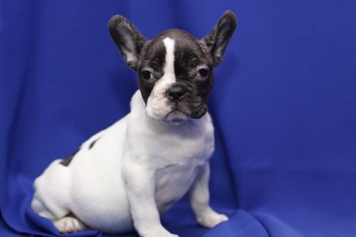 Available French Bulldogs Puppies.