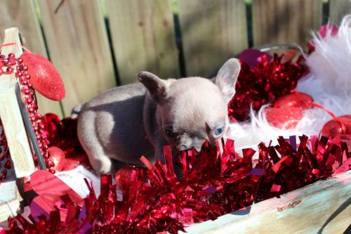 AKC Frenchie puppies
