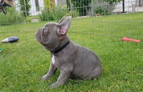 Well Trained French Bulldog Puppies for sale