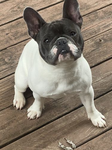 Healthy 18 month old AKC registered FRENCHIE