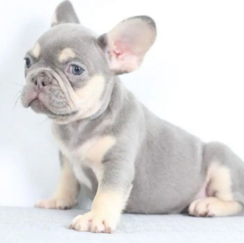 AKC Registered Lilac And Tan Available For Rehoming