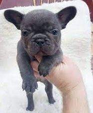 male and female French bulldogs