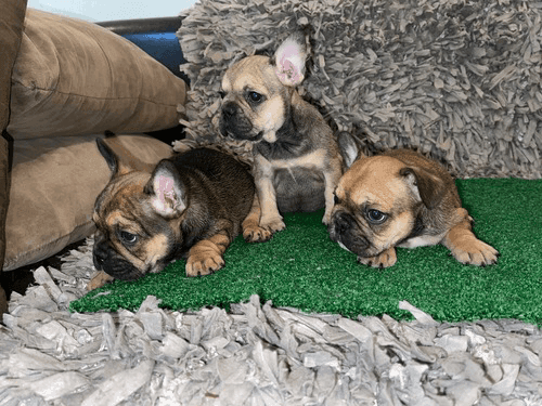 Waoh is all about care taking nothing else.