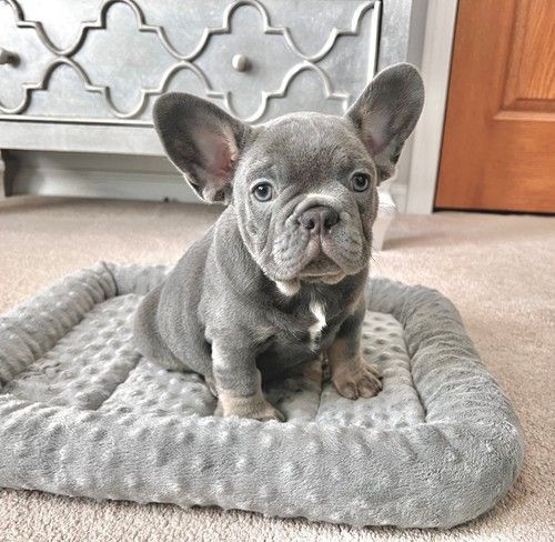 French bulldog puppies