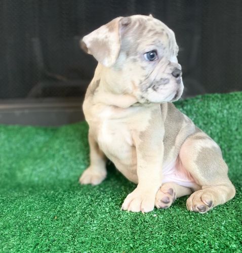FRENCH BULLDOG PUPPIES