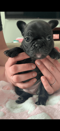 French Bulldogs for Sale