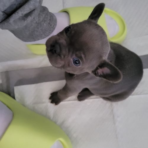 French bulldog pups
