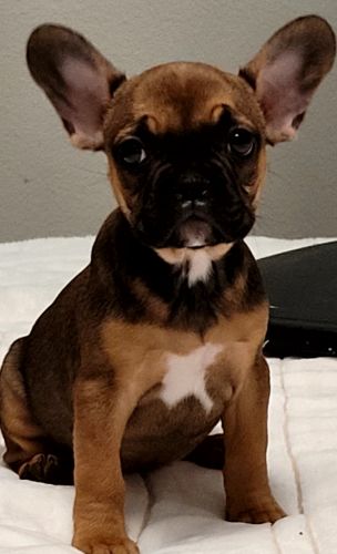 French bulldog puppy