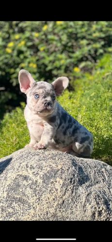 Blue Eye Dream Merle Tri