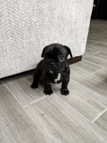 Male Frenchie Moto Moto