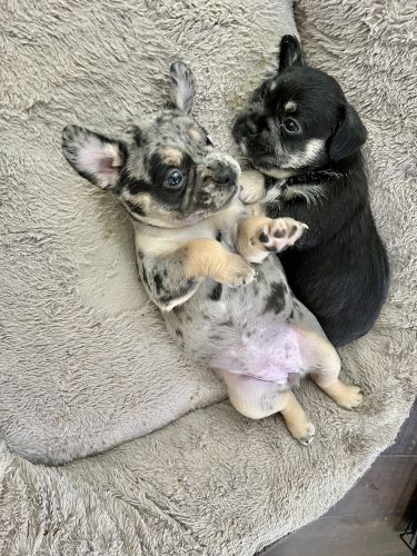 French bulldog mix puppies!