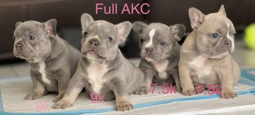 French bulldog females