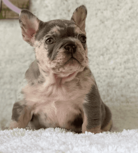 French Bulldog