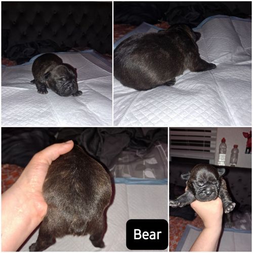 Puppies Available May 1st!!! 2 girls 2 boys