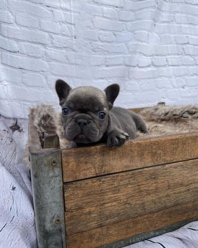 Solid Blue French Bulldog Male