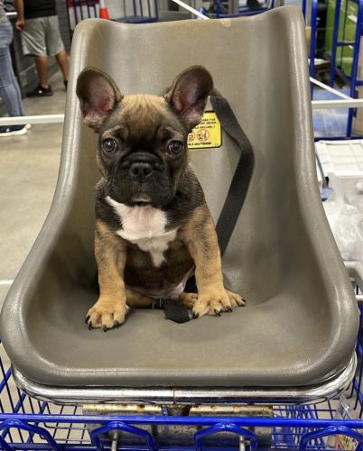 Male French Bulldog