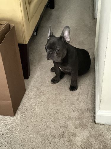 French bulldog puppy