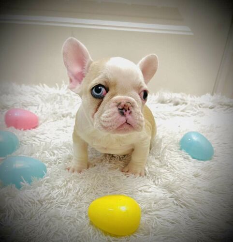 Micro French Bulldog Puppy