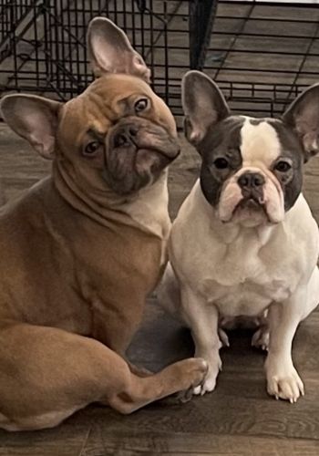 Noire French Bulldog Connection