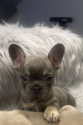 Exotic French Bulldog Puppies Available Now