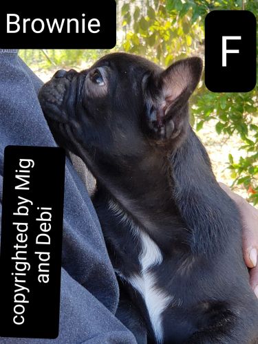 Frenchton/frug mix