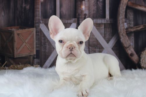 AKC platinum male puppy