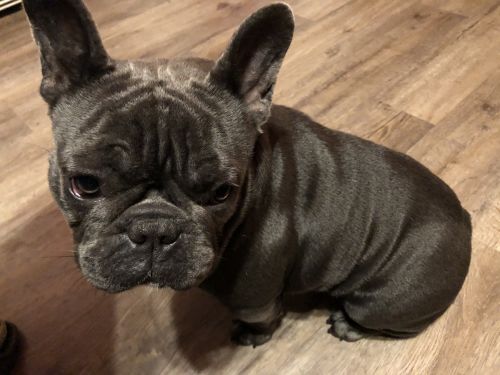 Female french bulldog 2yr