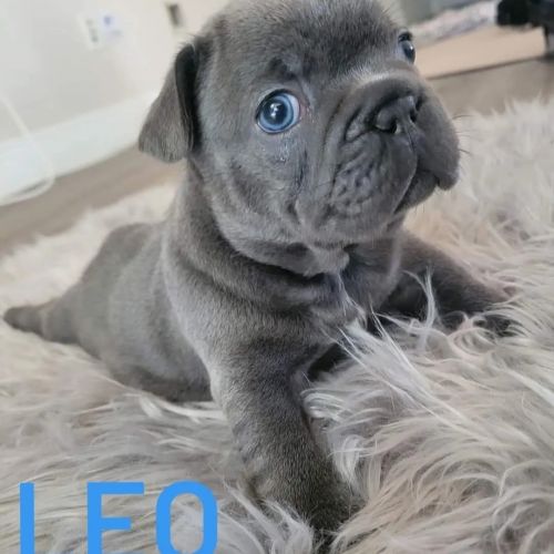 Beautiful Frenchies looking for a forever home