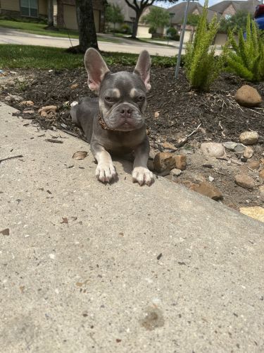 AKC Registered Tri-Coat Frenchie pup