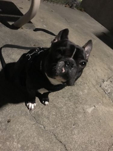 Full breed frenchie bulldog
