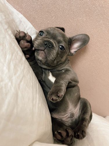 french bulldog