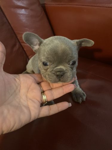 AKC CERTIFIED FRENCHIES