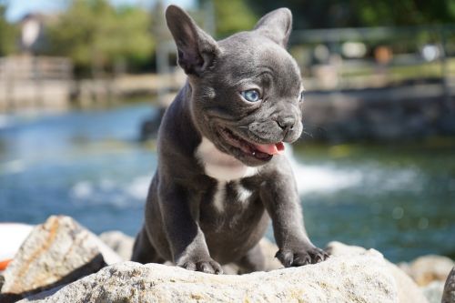 Frenchie puppies