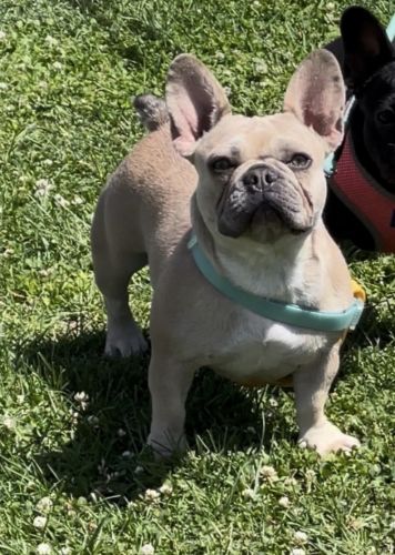 Adult female French bulldog
