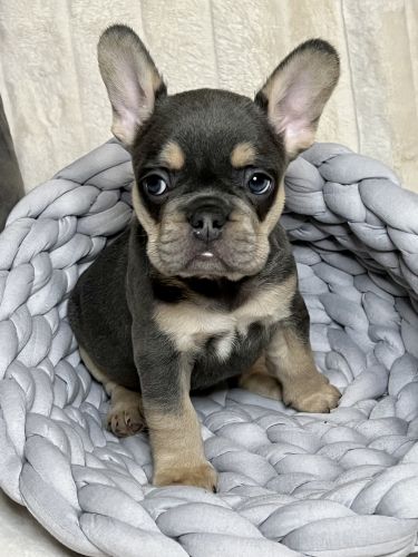 8 weeks French Bulldog Puppies