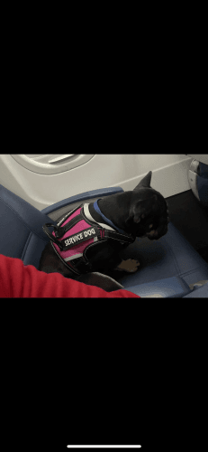 French bulldog for sale