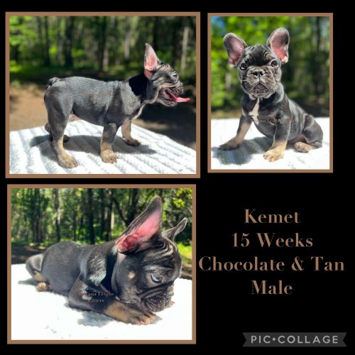 Kemet Is Ready for His FurEVER Family