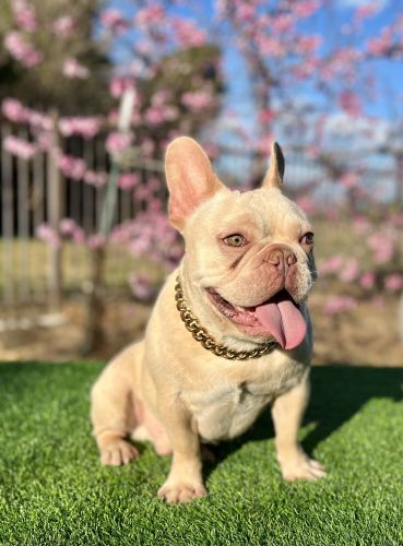 French Bulldog male