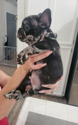 French bulldog pups for sale