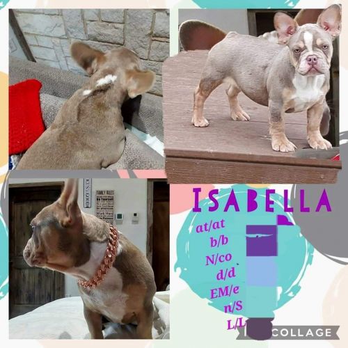 Isabella the beautiful