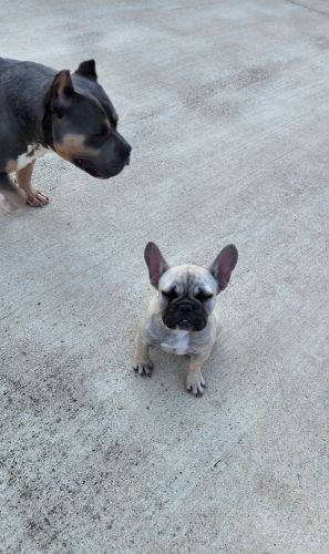5 Month Old AKC Female Frenchie