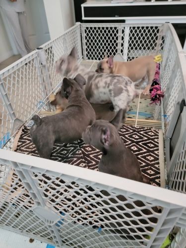 FRENCH BULLDOG PUPPIES FOR SALE
