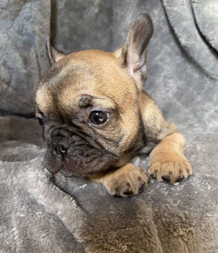 AKC French Bulldog Puppies