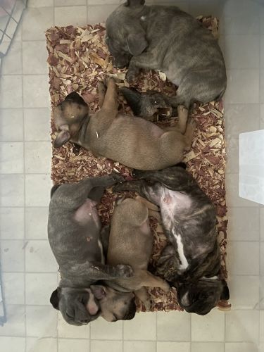 French Bulldog Puppies AKC