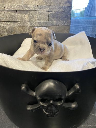 Beautiful AKC Lilac French Bulldogs