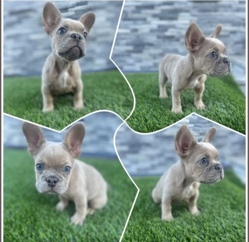 Merle French Bulldog Female (Fluffy Carrier) AKC & DNA