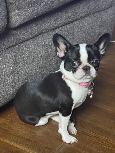 French Bulldog For Sale